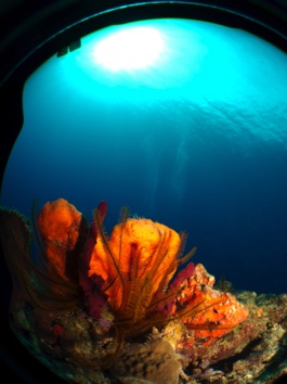 Sponges and Croinoids
